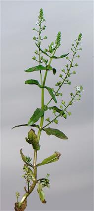 Veronica anagallis-aquatica